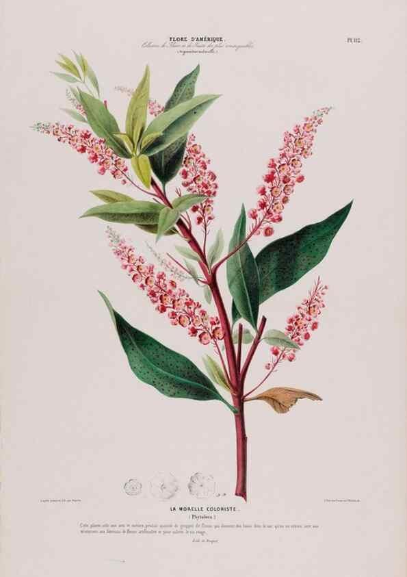 Reproducción/Reproduction 34657123476: Flore d'Amérique,. Paris,Gihaut[1843-1846]