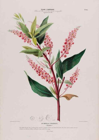 Reproducción/Reproduction 34657123476: Flore d'Amérique,. Paris,Gihaut[1843-1846]