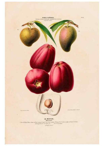 Reproducción/Reproduction 34657129936: Flore d'Amérique,. Paris,Gihaut[1843-1846]