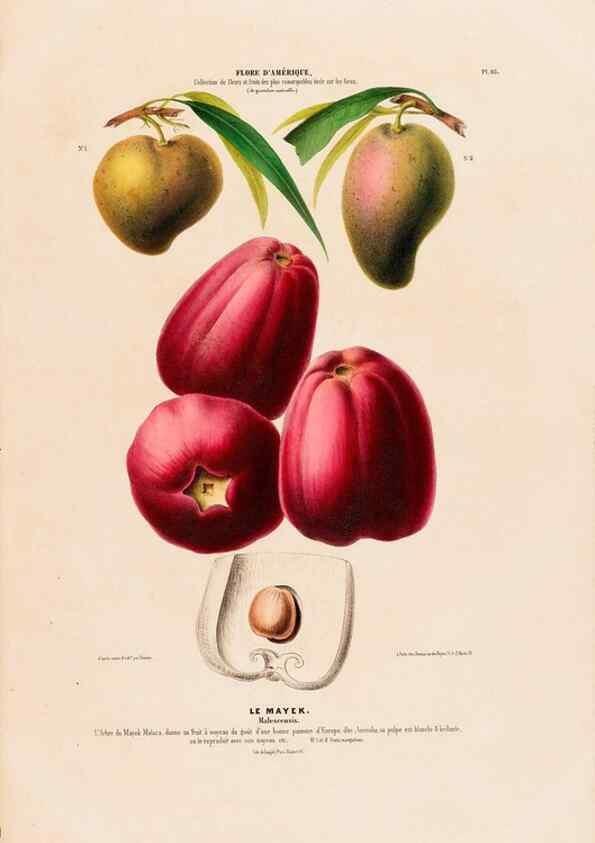 Reproducción/Reproduction 34657129936: Flore d'Amérique,. Paris,Gihaut[1843-1846]