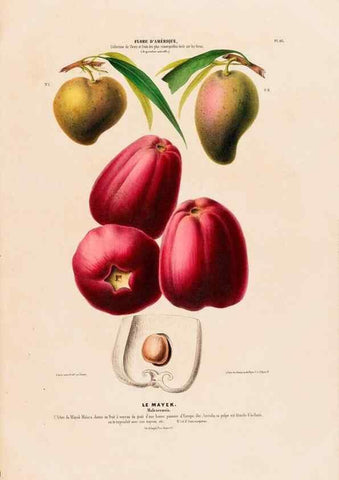 Reproducción/Reproduction 34657129936: Flore d'Amérique,. Paris,Gihaut[1843-1846]