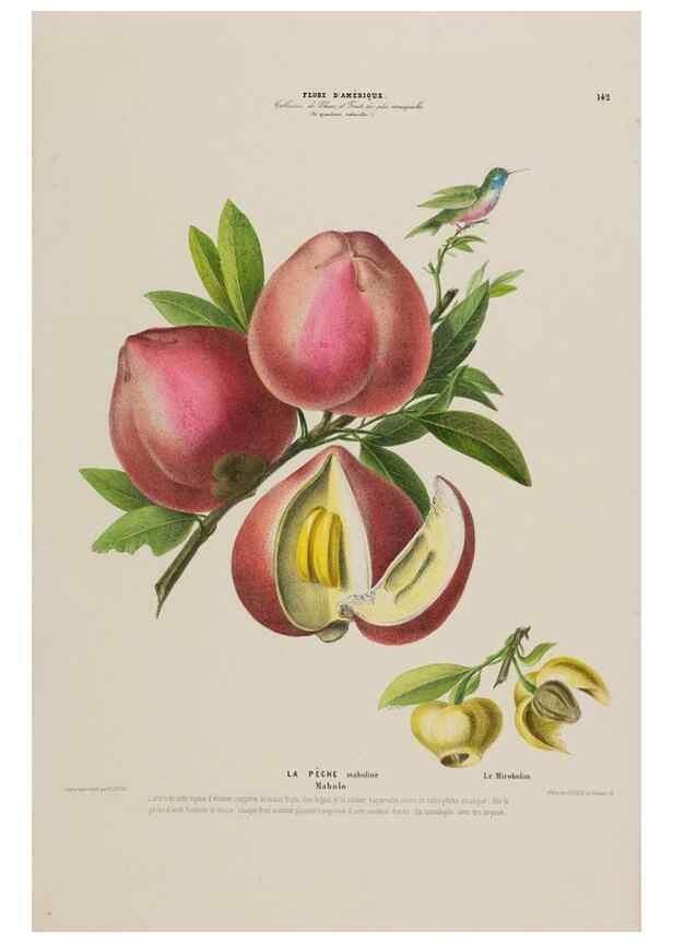 Reproducción/Reproduction 33887766673: Flore d'Amérique,. Paris,Gihaut[1843-1846]