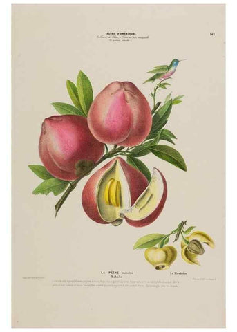 Reproducción/Reproduction 33887766673: Flore d'Amérique,. Paris,Gihaut[1843-1846]