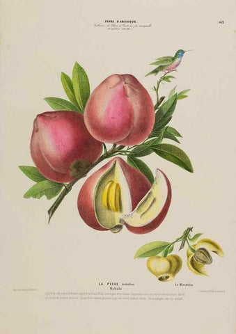 Reproducción/Reproduction 33887766673: Flore d'Amérique,. Paris,Gihaut[1843-1846]