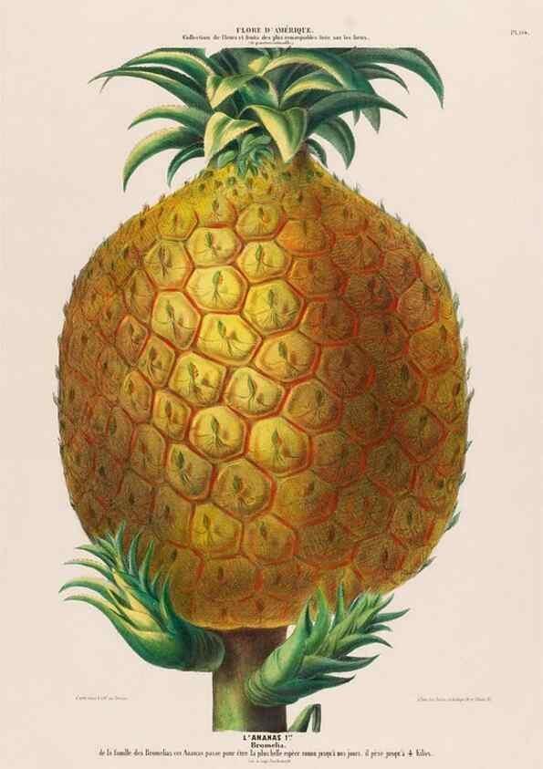 Reproducción/Reproduction 34657136256: Flore d'Amérique,. Paris,Gihaut[1843-1846]