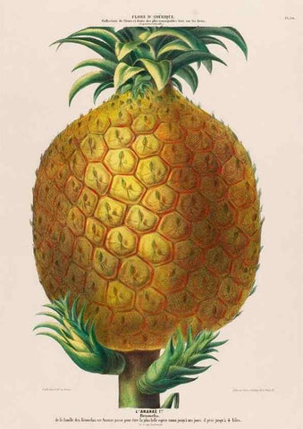 Reproducción/Reproduction 34657136256: Flore d'Amérique,. Paris,Gihaut[1843-1846]