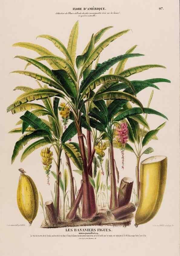 Reproducción/Reproduction 34313019930: Flore d'Amérique,. Paris,Gihaut[1843-1846]