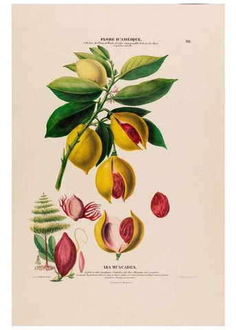 Reproducción/Reproduction 34313024410: Flore d'Amérique,. Paris,Gihaut[1843-1846]