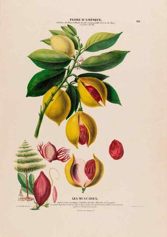 Reproducción/Reproduction 34313024410: Flore d'Amérique,. Paris,Gihaut[1843-1846]