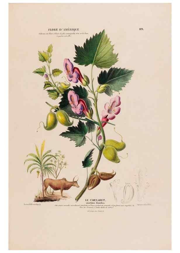 Reproducción/Reproduction 33855187584: Flore d'Amérique,. Paris,Gihaut[1843-1846]