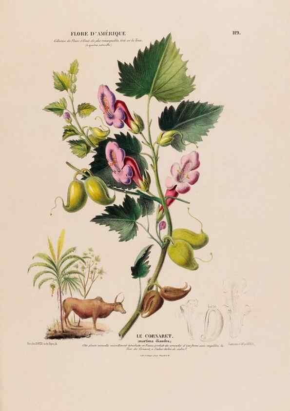 Reproducción/Reproduction 33855187584: Flore d'Amérique,. Paris,Gihaut[1843-1846]