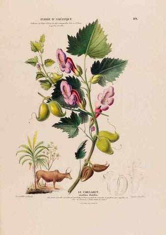 Reproducción/Reproduction 33855187584: Flore d'Amérique,. Paris,Gihaut[1843-1846]