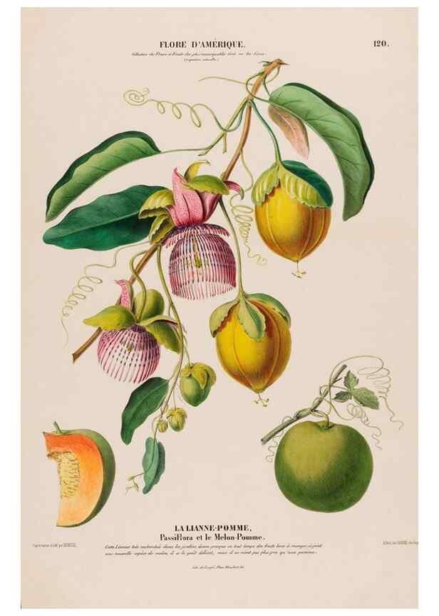 Reproducción/Reproduction 33855190884: Flore d'Amérique,. Paris,Gihaut[1843-1846]