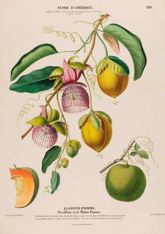 Reproducción/Reproduction 33855190884: Flore d'Amérique,. Paris,Gihaut[1843-1846]