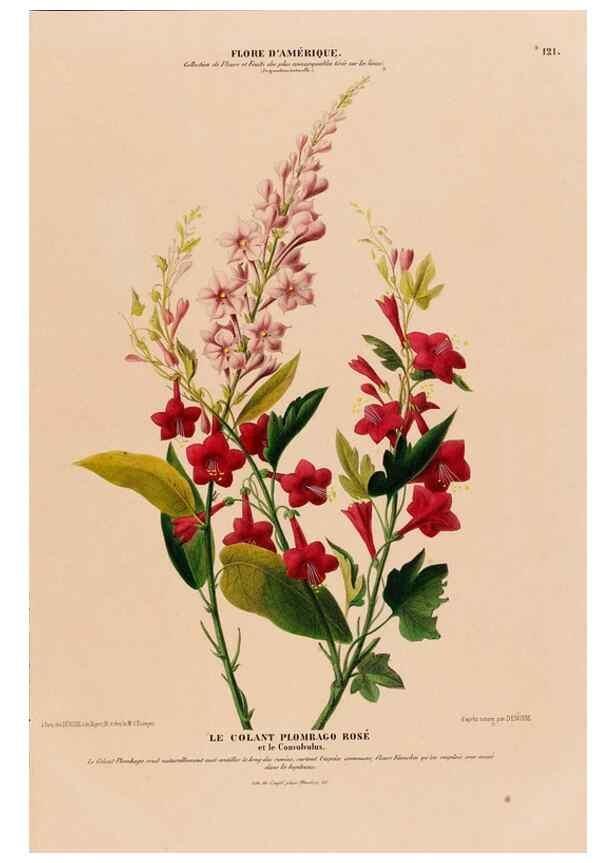 Reproducción/Reproduction 33855194754: Flore d'Amérique,. Paris,Gihaut[1843-1846]