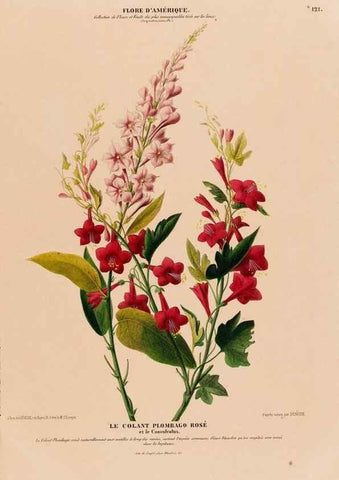 Reproducción/Reproduction 33855194754: Flore d'Amérique,. Paris,Gihaut[1843-1846]