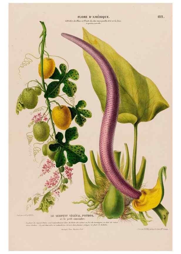 Reproducción/Reproduction 34697442375: Flore d'Amérique,. Paris,Gihaut[1843-1846]
