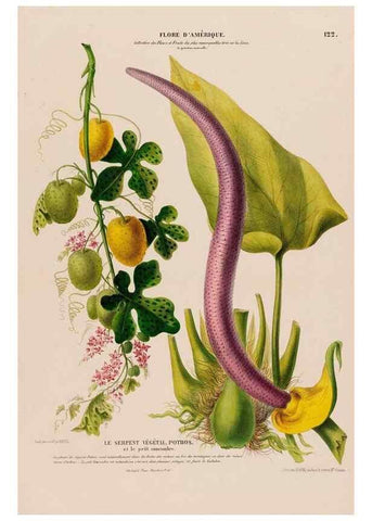 Reproducción/Reproduction 34697442375: Flore d'Amérique,. Paris,Gihaut[1843-1846]