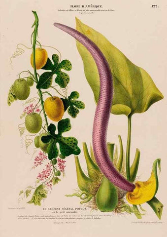 Reproducción/Reproduction 34697442375: Flore d'Amérique,. Paris,Gihaut[1843-1846]