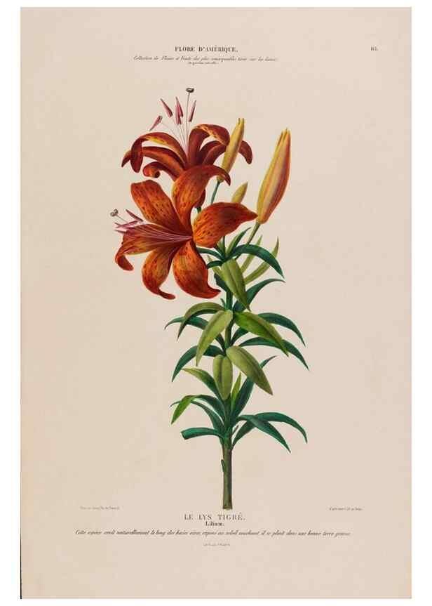 Reproducción/Reproduction 34313013190: Flore d'Amérique,. Paris,Gihaut[1843-1846]