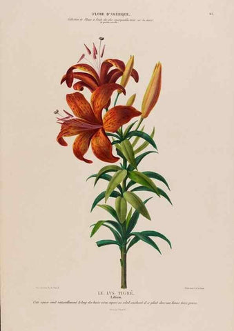 Reproducción/Reproduction 34313013190: Flore d'Amérique,. Paris,Gihaut[1843-1846]