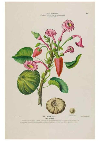 Reproducción/Reproduction 33887769823: Flore d'Amérique,. Paris,Gihaut[1843-1846]