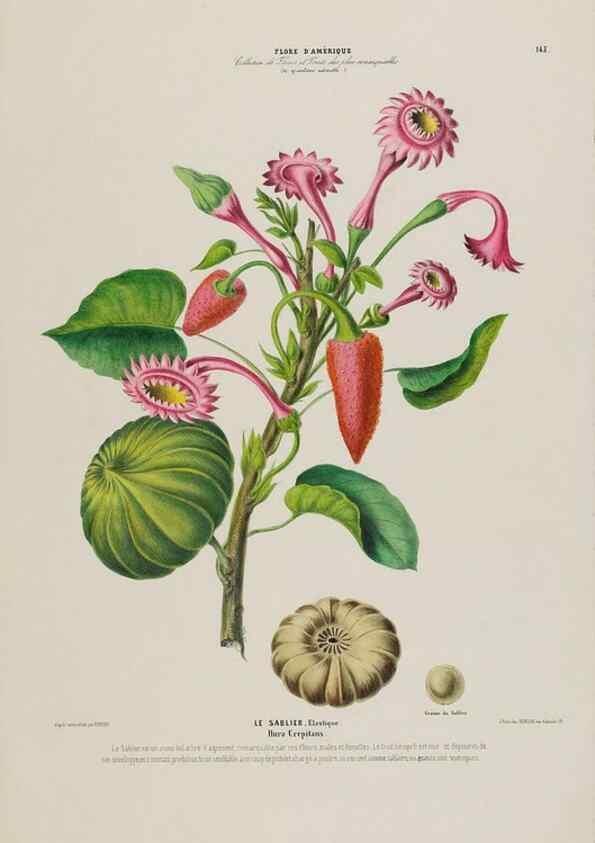 Reproducción/Reproduction 33887769823: Flore d'Amérique,. Paris,Gihaut[1843-1846]