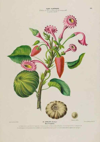 Reproducción/Reproduction 33887769823: Flore d'Amérique,. Paris,Gihaut[1843-1846]