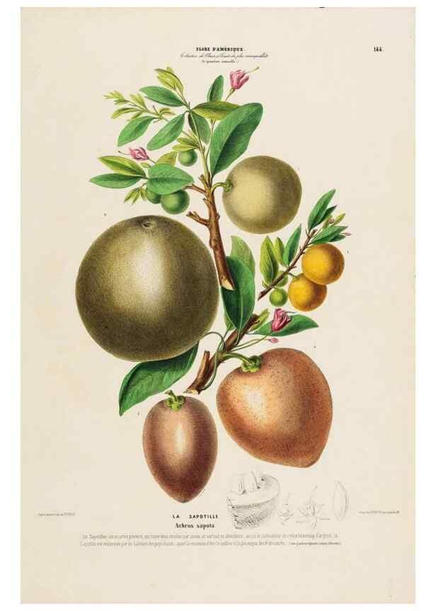 Reproducción/Reproduction 33887772863: Flore d'Amérique,. Paris,Gihaut[1843-1846]