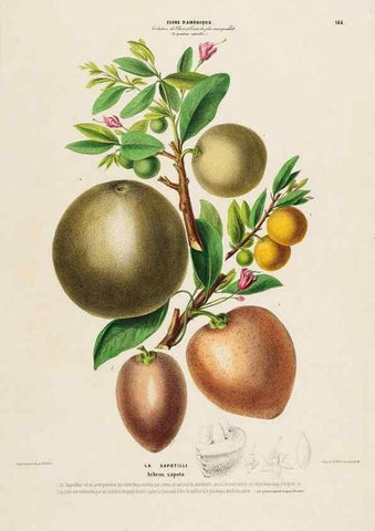 Reproducción/Reproduction 33887772863: Flore d'Amérique,. Paris,Gihaut[1843-1846]