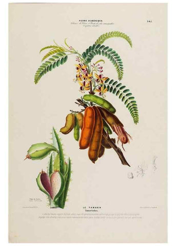 Reproducción/Reproduction 33887776383: Flore d'Amérique,. Paris,Gihaut[1843-1846]