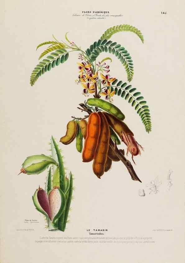 Reproducción/Reproduction 33887776383: Flore d'Amérique,. Paris,Gihaut[1843-1846]