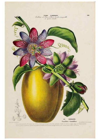 Reproducción/Reproduction 33855312204: Flore d'Amérique,. Paris,Gihaut[1843-1846]
