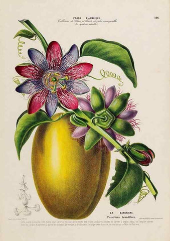 Reproducción/Reproduction 33855312204: Flore d'Amérique,. Paris,Gihaut[1843-1846]