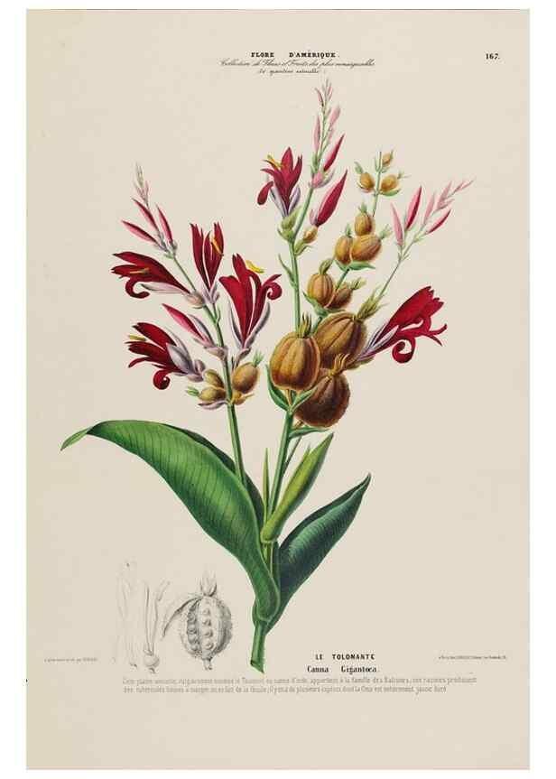 Reproducción/Reproduction 34567185341: Flore d'Amérique,. Paris,Gihaut[1843-1846]