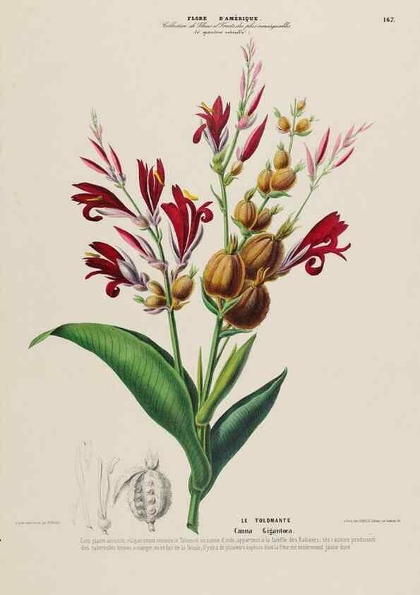 Reproducción/Reproduction 34567185341: Flore d'Amérique,. Paris,Gihaut[1843-1846]