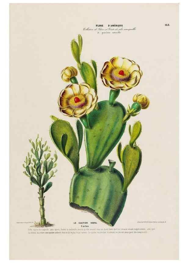 Reproducción/Reproduction 34567189841: Flore d'Amérique,. Paris,Gihaut[1843-1846]