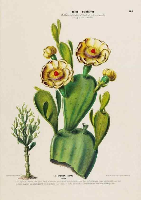Reproducción/Reproduction 34567189841: Flore d'Amérique,. Paris,Gihaut[1843-1846]