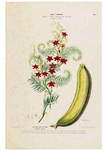 Reproducción/Reproduction 34657318456: Flore d'Amérique,. Paris,Gihaut[1843-1846]