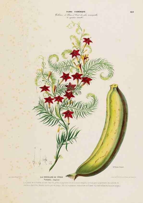 Reproducción/Reproduction 34657318456: Flore d'Amérique,. Paris,Gihaut[1843-1846]