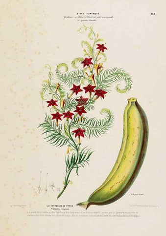 Reproducción/Reproduction 34657318456: Flore d'Amérique,. Paris,Gihaut[1843-1846]