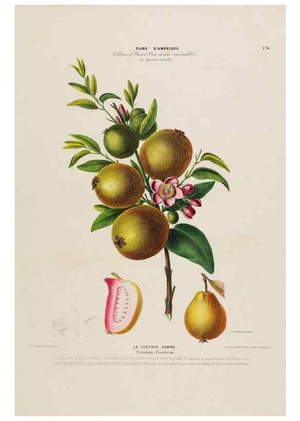 Reproducción/Reproduction 34657320576: Flore d'Amérique,. Paris,Gihaut[1843-1846]