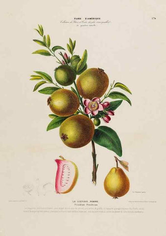 Reproducción/Reproduction 34657320576: Flore d'Amérique,. Paris,Gihaut[1843-1846]
