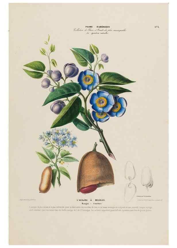 Reproducción/Reproduction 33887825663: Flore d'Amérique,. Paris,Gihaut[1843-1846]