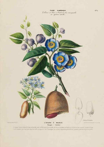 Reproducción/Reproduction 33887825663: Flore d'Amérique,. Paris,Gihaut[1843-1846]