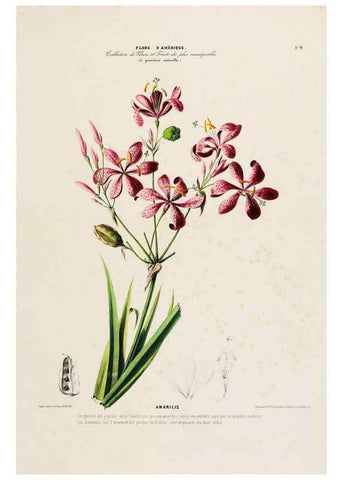 Reproducción/Reproduction 33887828303: Flore d'Amérique,. Paris,Gihaut[1843-1846]