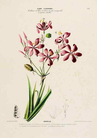 Reproducción/Reproduction 33887828303: Flore d'Amérique,. Paris,Gihaut[1843-1846]