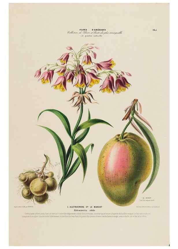Reproducción/Reproduction 34657305786: Flore d'Amérique,. Paris,Gihaut[1843-1846]