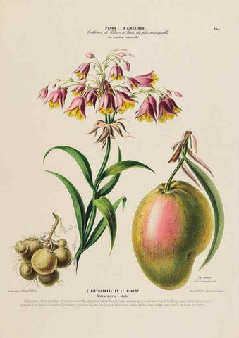 Reproducción/Reproduction 34657305786: Flore d'Amérique,. Paris,Gihaut[1843-1846]