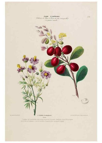Reproducción/Reproduction 34697593335: Flore d'Amérique,. Paris,Gihaut[1843-1846]
